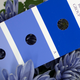 Genetically engineered ‘blue’ chrysanthemums. Credit: Science Advances